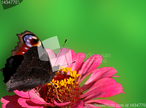 Image of background with butterfly 