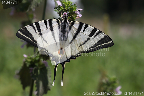 Image of butterfly (Scarce Swallowtail) 