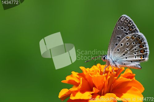 Image of common blue butterfly