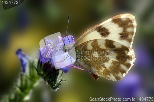 Image of butterfly (pontia daplidice)