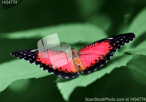 Image of butterfly (Red Lacewing)
