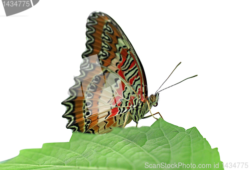 Image of butterfly Red Lacewing