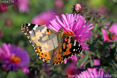Image of butterfly Painted Lady