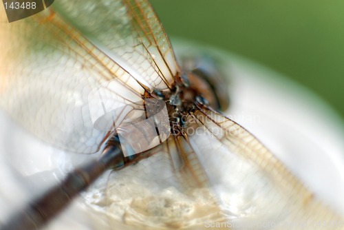 Image of damselfly