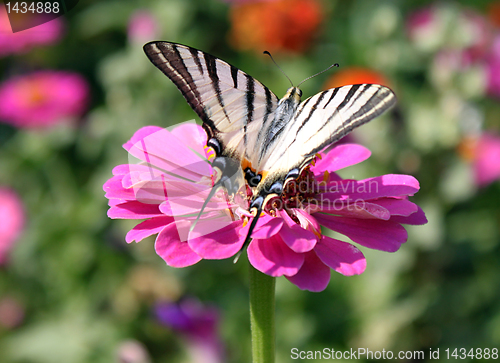 Image of  butterfly on flower