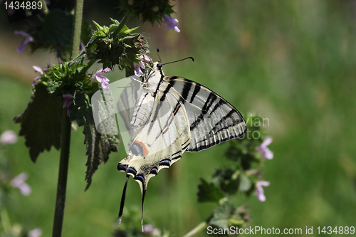 Image of butterfly in a grass