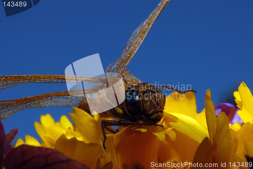 Image of dragonfly