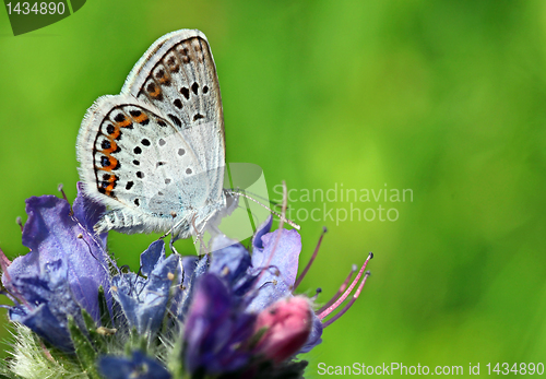 Image of common blue butterfly