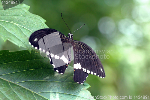 Image of black butterfly