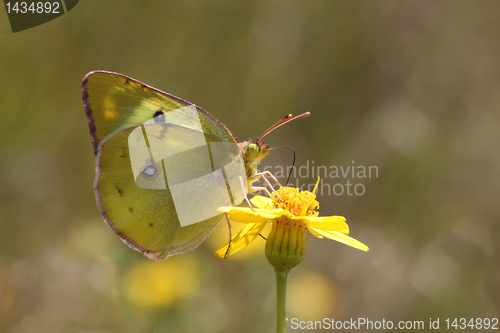 Image of brimstone butterfly