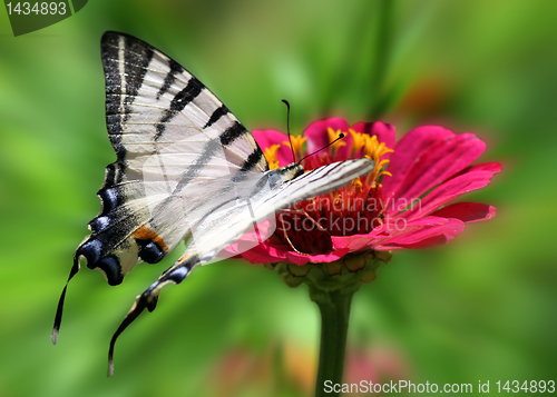 Image of butterfly on flower