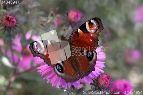 Image of butterfly (european peacock)