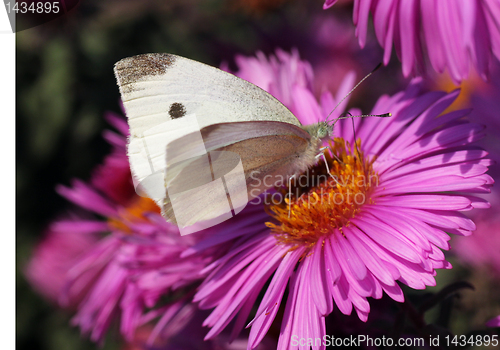 Image of white cabbage butterfly