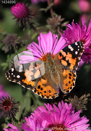 Image of butterfly (Painted Lady)
