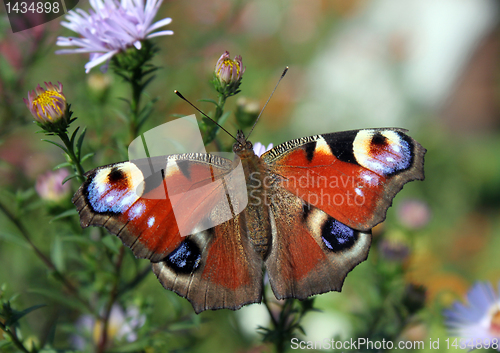 Image of butterfly European Peacock