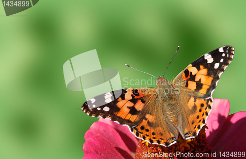 Image of butterfly (Painted Lady)