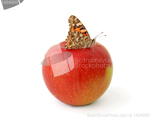 Image of butterfly on apple