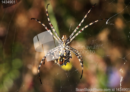 Image of spider