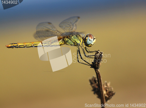 Image of dragonfly