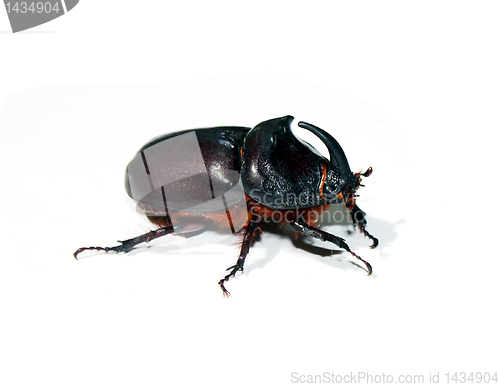 Image of unicorn beetle