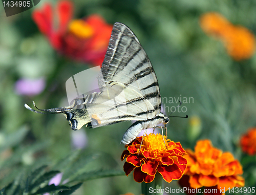 Image of butterfly on flower