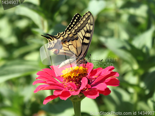 Image of Papilio Machaon
