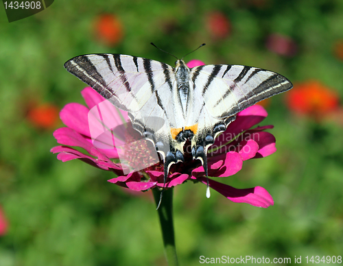 Image of butterfly (Scarce Swallowtail)