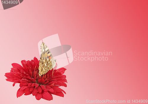 Image of butterfly on flower