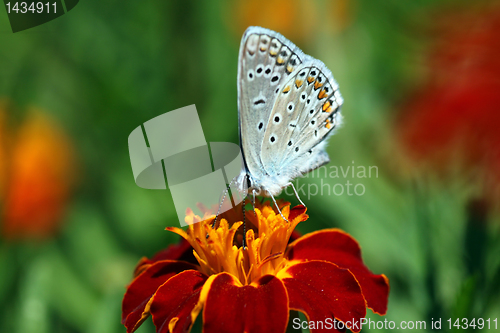 Image of butterfly on marigold