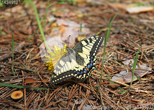 Image of buttrefly (machaon)