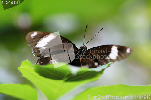 Image of The Great Eggfly butterfly 