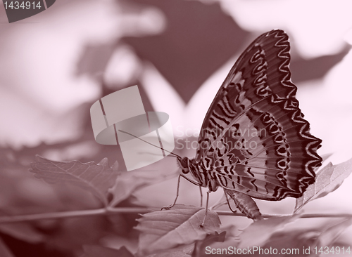 Image of butterfly (Red Lacewing)