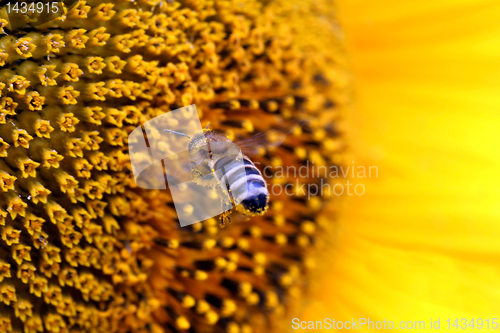 Image of bee flying to sunflower