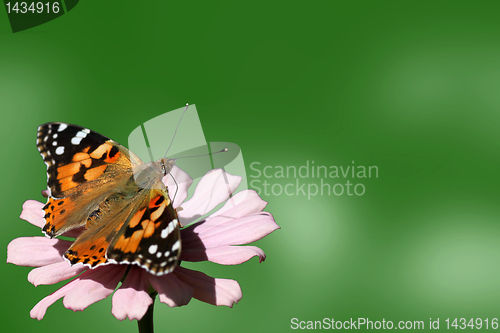 Image of butterfly on flower over green