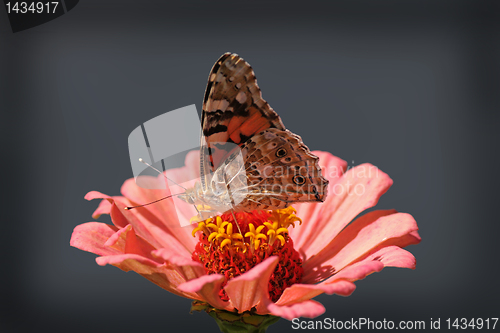 Image of butterfly Painted Lady