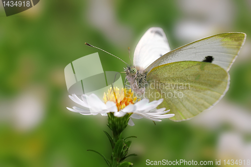 Image of white cabbage butterfly