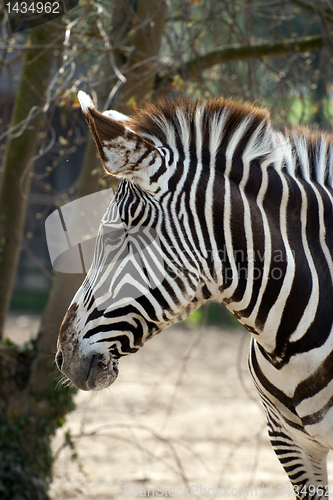 Image of Zebra, paticular