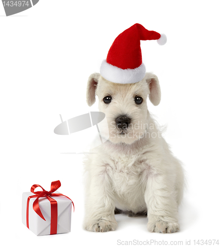 Image of puppy and christmas gift