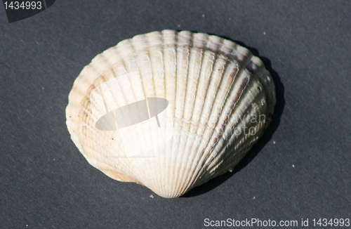 Image of shell