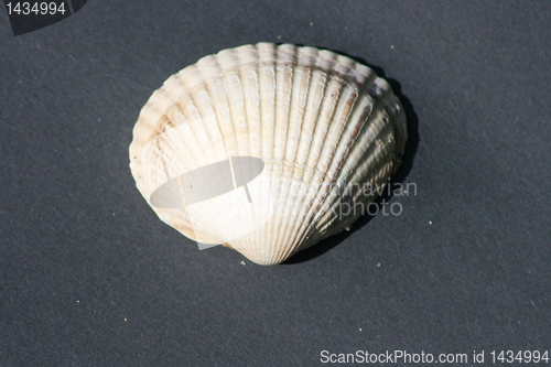 Image of shell