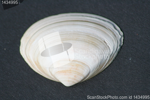 Image of shell