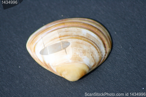 Image of shell