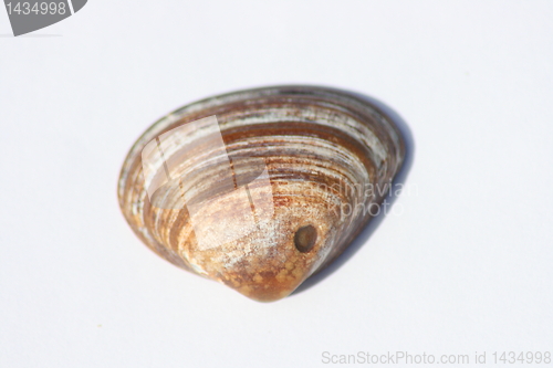 Image of brown round shell 