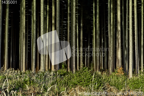 Image of dark black forest