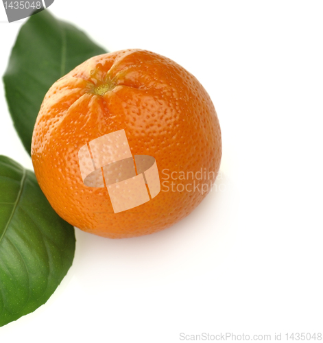 Image of Orange Fruit