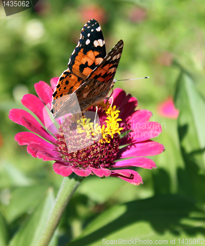 Image of butterfly on flower