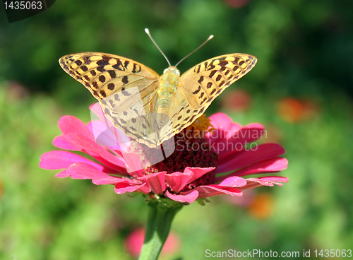 Image of butterfly on flower