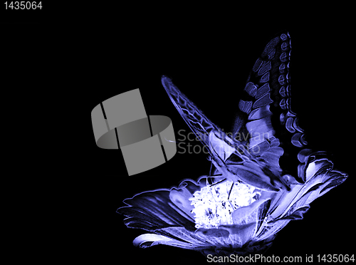Image of butterfly on flower