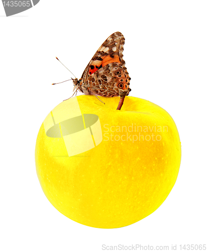 Image of butterfly on apple