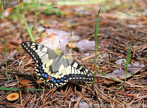 Image of butterfly in forest